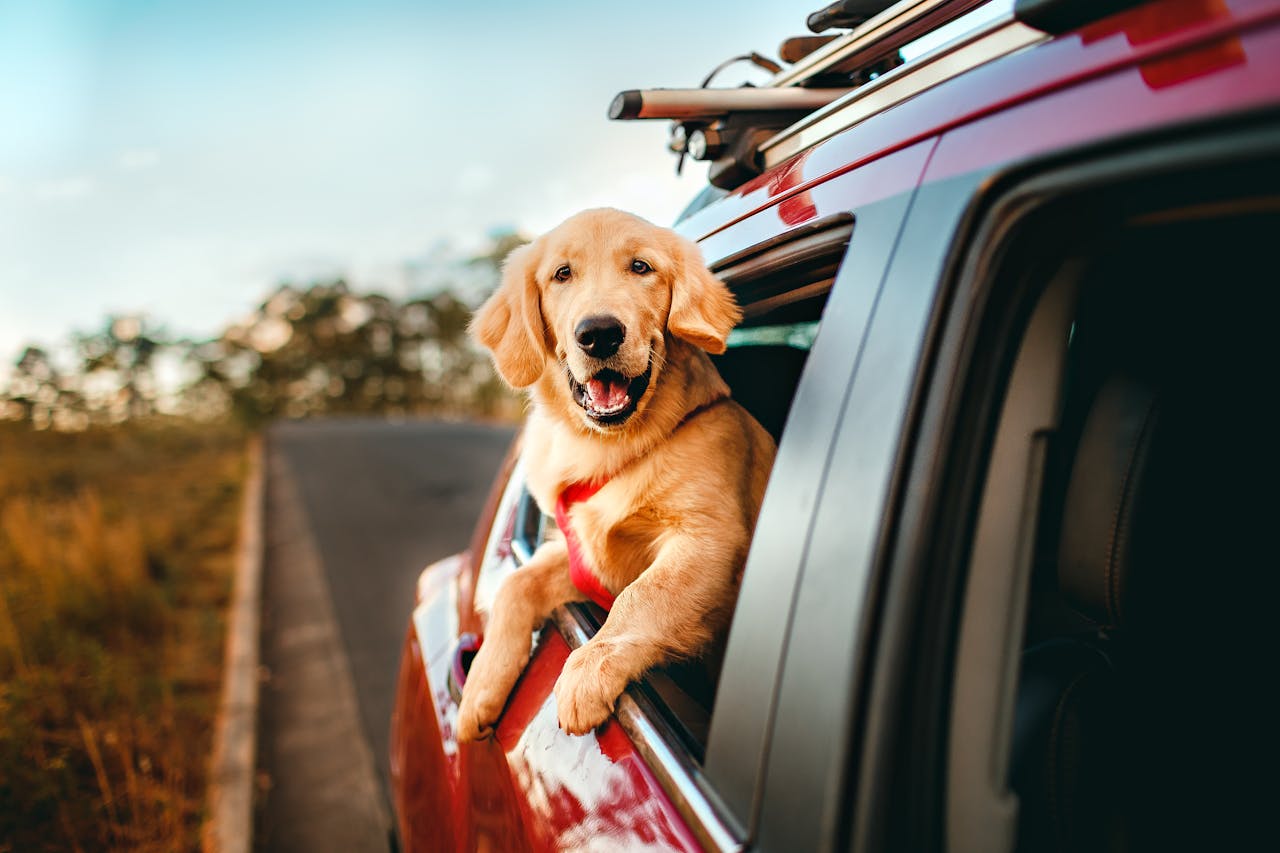 Travel with Your Pets: Tips for a Pet-Friendly Vacation
