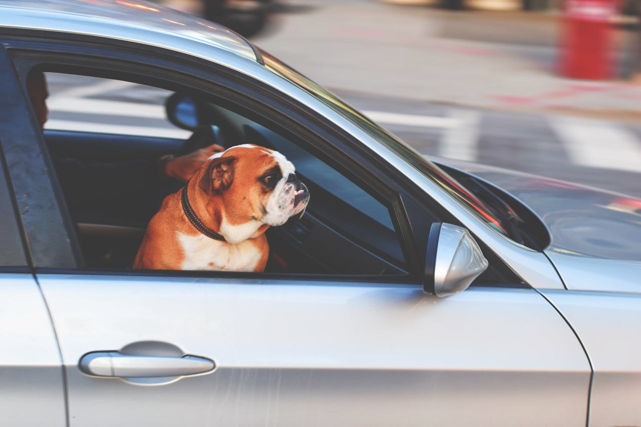 Preparing Your Dog for Their First Road Trip