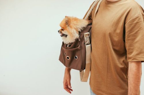 10 Pet-Friendly Travel Destinations You’ll Both Love