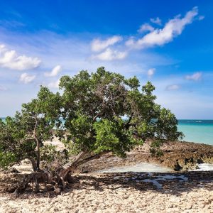 Traveling to Aruba: A Family Christmas Adventure