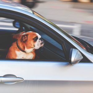 Preparing Your Dog for Their First Road Trip