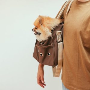 10 Pet-Friendly Travel Destinations You’ll Both Love